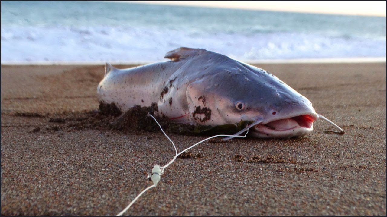 Pesca Variada en los Medanos Playa Union - comenzando la temporada - Patagonia Argentina ***