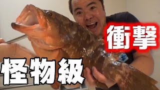 【衝撃】怪物級のキジハタ！お腹の中は全てが〇〇だった。