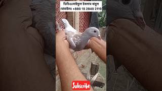 কবুতরকে আল্লাহ সম্মান দিয়েদিলেন?@ornofpets @BDPigeonsLover @ShohelRanaEK @mirpurpigeontips