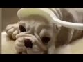 犬ケーキのリアクション funny dog reaction to dog cake