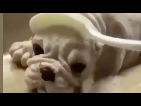 犬ケーキのリアクション Funny Dog Reaction To Dog Cake Youtube