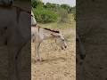 Donkey Youtubeshorts Foryou Support Pets 