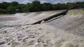 Fish jumping non stop at the spillway