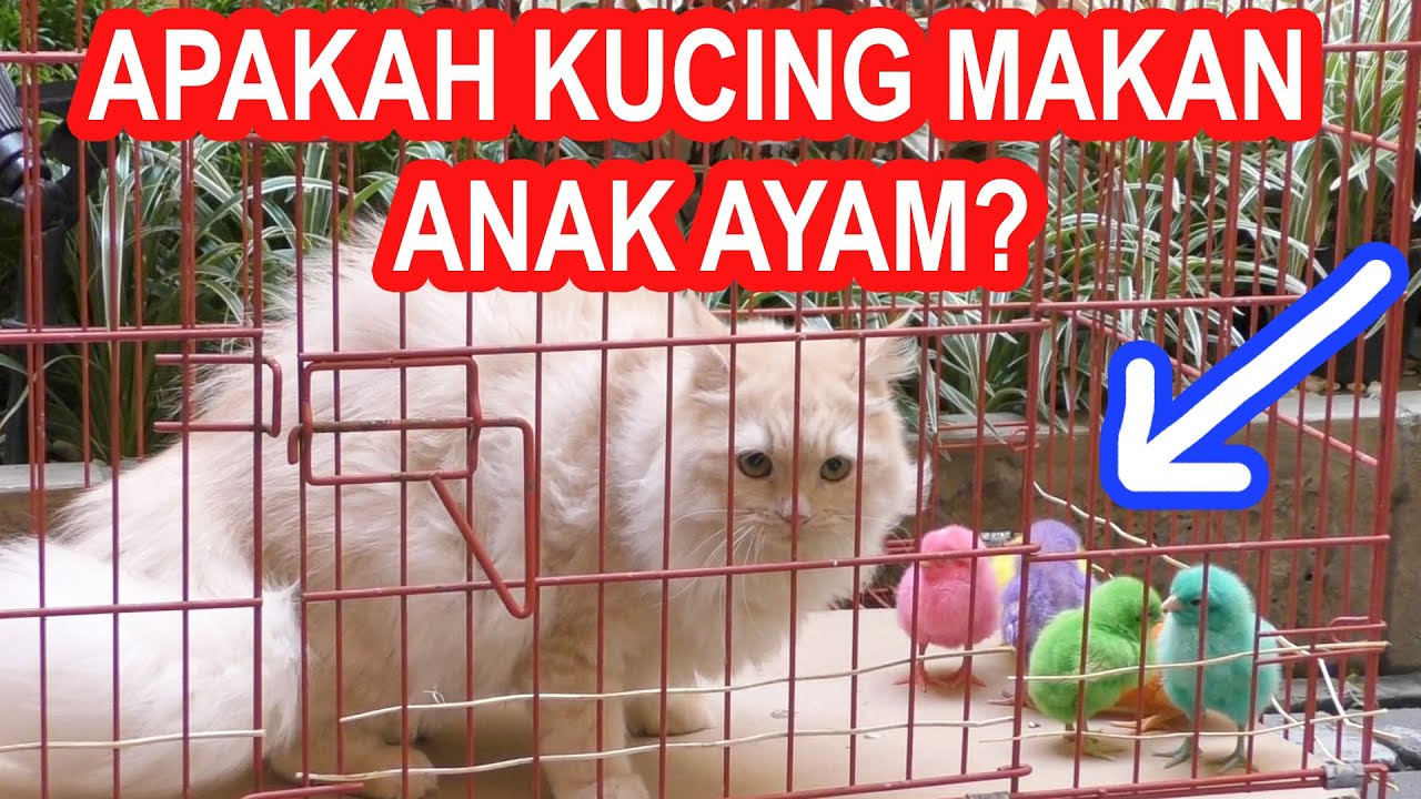 EKSPERIMEN KUCING KETEMU ANAK AYAM, DIMAKAN GA YA?