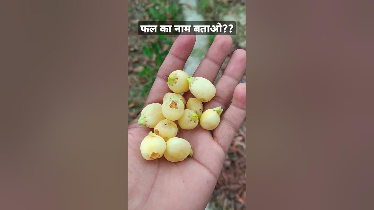 Name The Fruit Is Fal Ka Naam Batao fruit shortsfeed viral name-the-fruit-is-fal-ka-naam-batao-fruit-shortsfeed-viral
