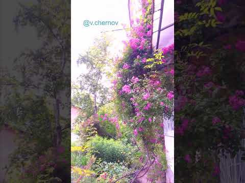 Video: Kiipeilyruusut - puutarhan koristelu
