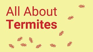 Everything You Need to Know about Termites