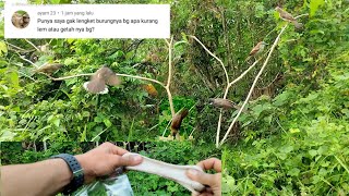 Cara mengatasi lem pulut yg kurang atau tidak lengket untuk pikat burung