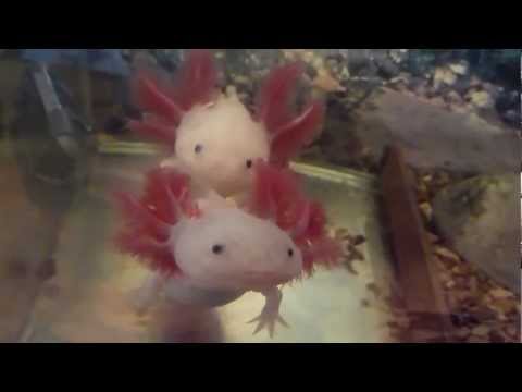 Vídeo: Axolotl - Ambystoma Mexicanum Raça Rèptil Hipoal·lergènica, De Salut I De Vida