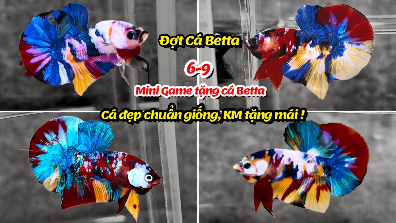 Đợt Cá Betta 6-9 Black Base Nemo, Galaxy Multicolor, Metalic, Red FC, FCCP Cá đẹp chuẩn giống ! 