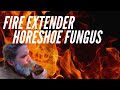 Best Fire Extender - Horseshoe Fungus or Tinder Fungus