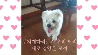 [달리아뷰티]또리와의추억유기견유기견입양아기강아지키우기새강아지입양