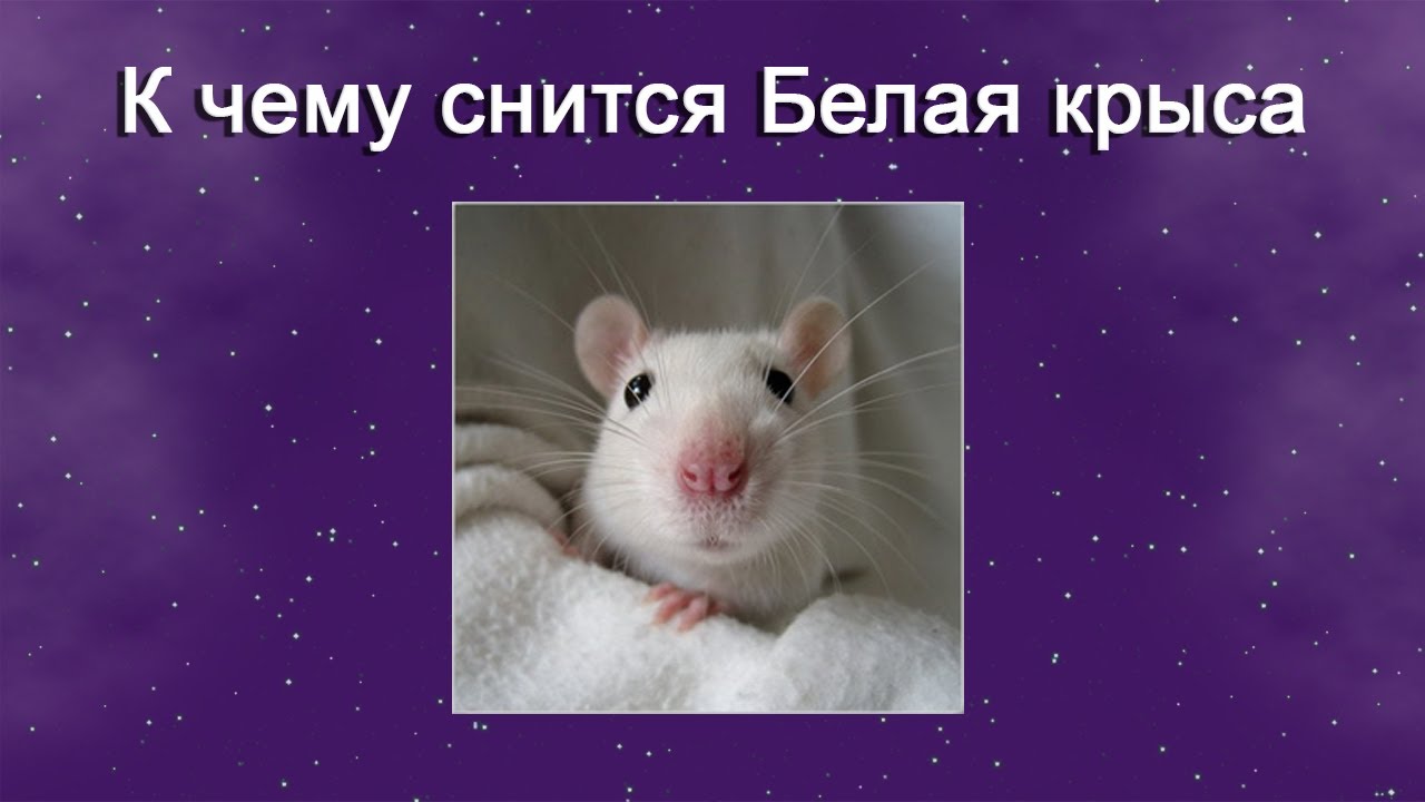 К чему снится Белая крыса – толкование сна по Соннику