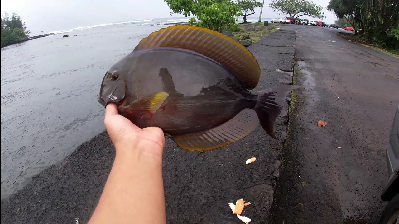Hilo hawaii fishing YouTube
