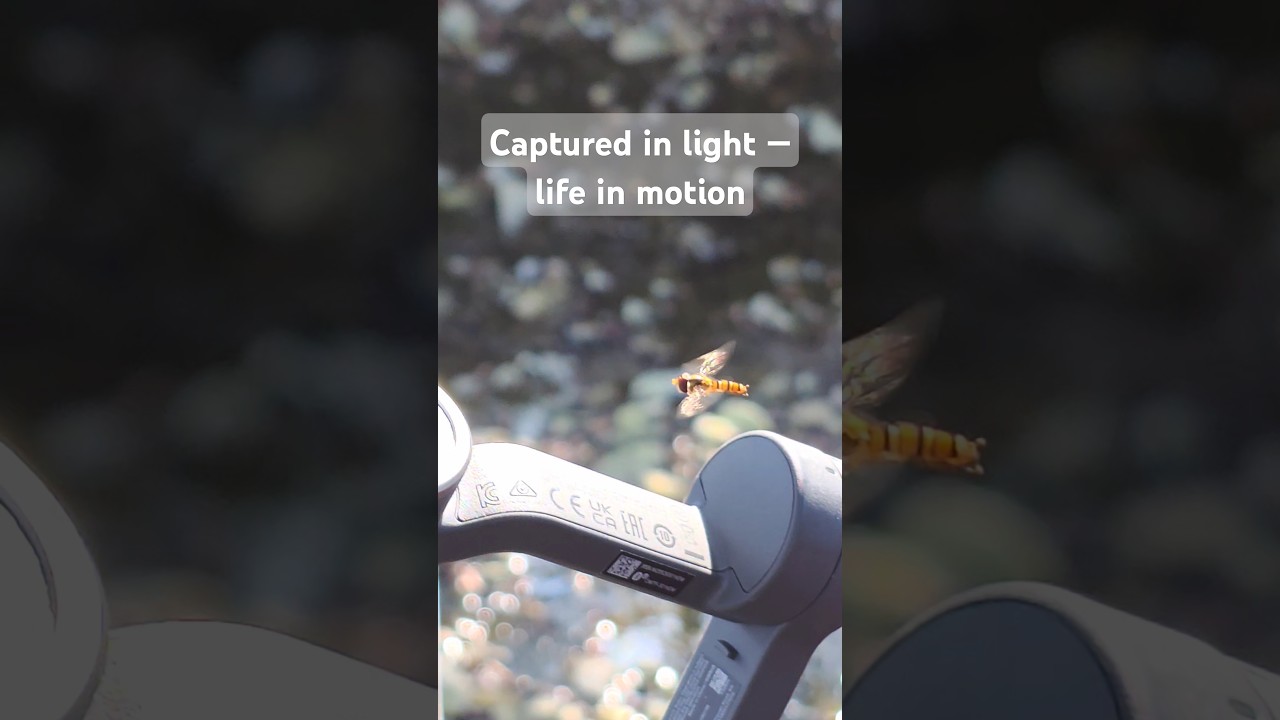 Dance of the Sunlight — A Hoverfly in Flight