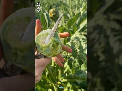 طريقة تقشير حبة الشوكية اللذيذة الخرشوف