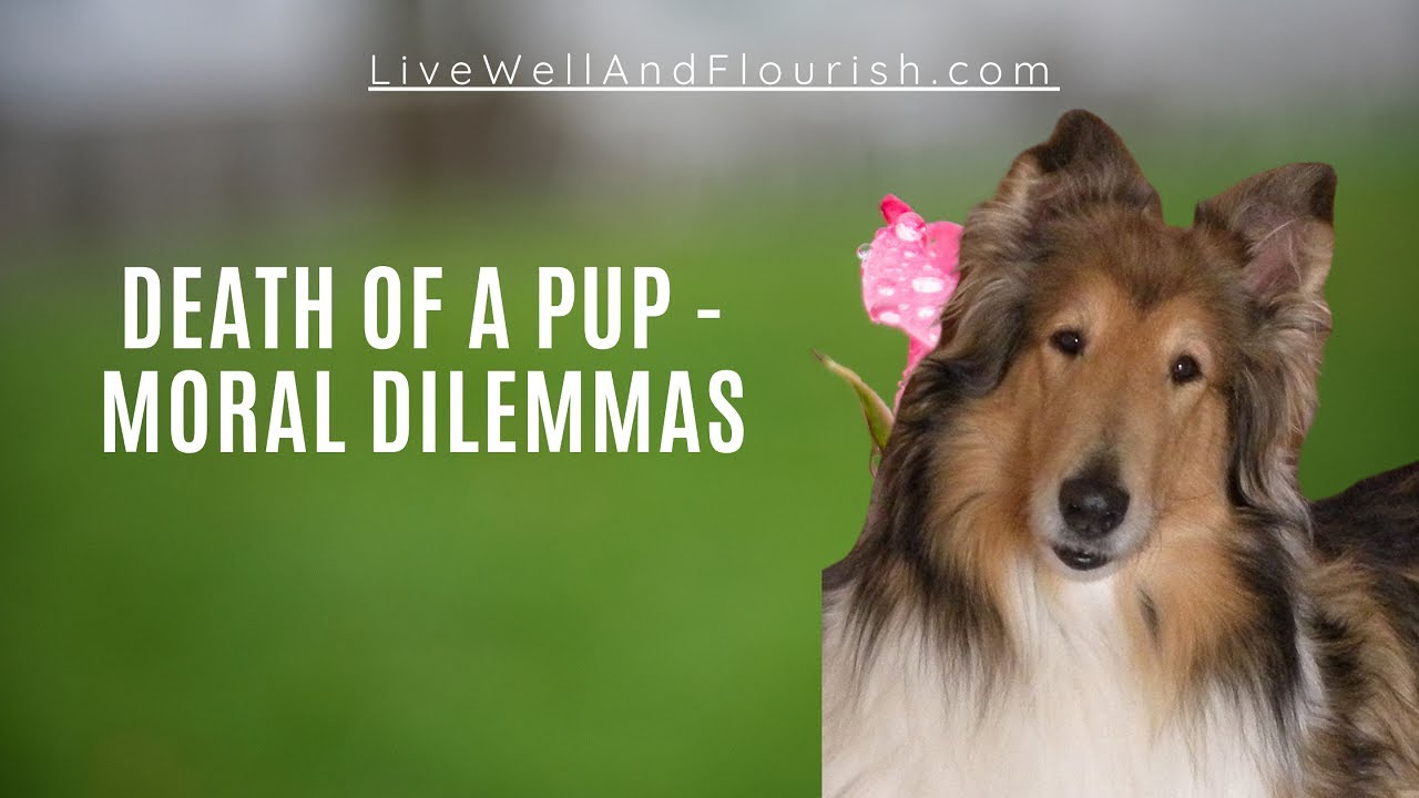 Moral Dilemmas And The Death Of A Pup - Live Well & Flourish