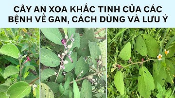 CÂY AN XOA KHẮC TINH CỦA CÁC BỆNH VỀ GAN CÁCH DÙNG VÀ LƯU Ý