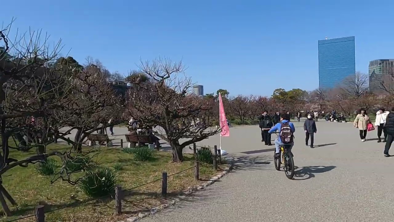 大阪城公園梅林咲き具合2026年３月５日現在