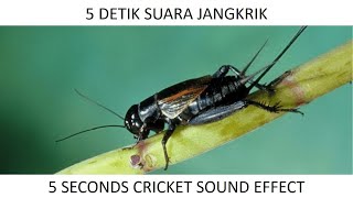 5 Detik Suara Jangkrik - 5 Seconds Cricket Sound Effect