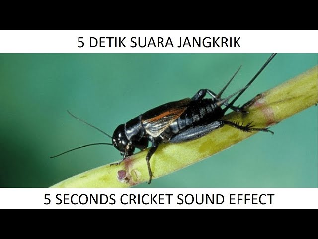 5 Detik Suara Jangkrik - 5 Seconds Cricket Sound Effect class=