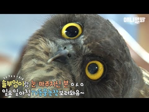 애니멀봐 사모예드 A brown hawl-owl which is so friendly