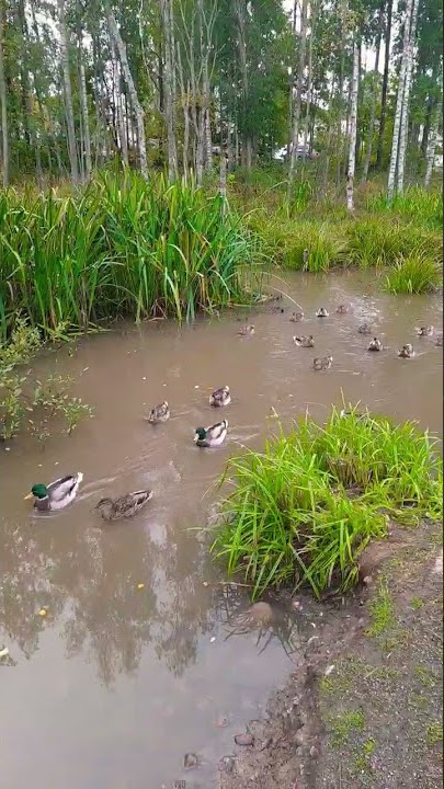 Wow! they are still here..#ducks #birds #lintu #nature #luonto #birdlovers #finland #shorts