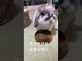 #うさぎ #大好きなご飯 #ジャンボリミッキーで #テンション爆上がり #笑
