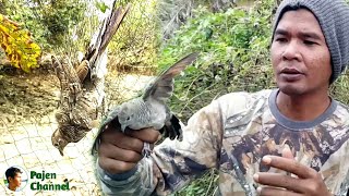 Trapping Zebra Dove  Drinking Using Net