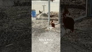 The Tragic Death of Billy and Karla: The Chicken Are Gone! #chickens #familytime #shorts #chicken