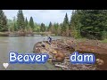 Beaver рџ Dam Beaver рџ Dam