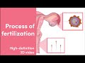 How does fertilization occur  hig.efinition 3d  medimagic