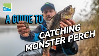Download Lagu How To Catch SPECIMEN Perch With Will Freeman MP3