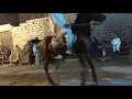 حفل الليلة الختامية مولد سيدى عبد الرحيم القناوى