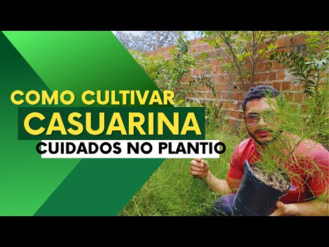 Casuarina: Learn about the necessary care for planting this