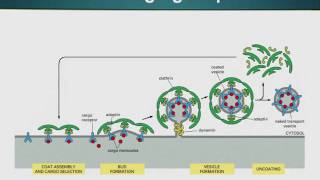 Topic 37 (BIO201 - Cell Biology)