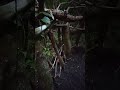 Лісова хатина #bushcraft #nature