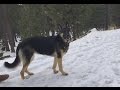 Hiking with a German Shepherd in Snow wilderness hike Lake Tahoe Hiking with Dog