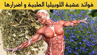 عشبة اللوبيليا فوائدها واضرارها وموانع استخدمها