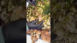🐢 Barnacle Removal Rescue | Giving a Sea Turtle a New Life! ❤️ #Shorts #turtlerescue