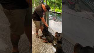 How To Calm Your Aggressive Rottweiler Dog ? Rottweilers Attack Prevention & Understanding. #shorts
