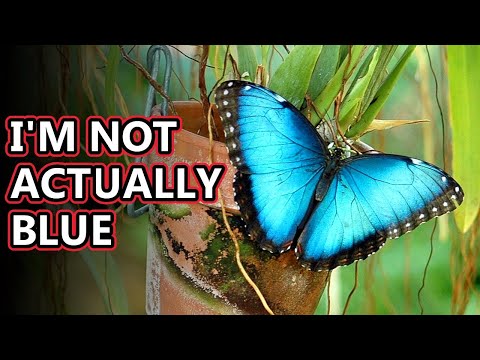 Morpho facts: a not so blue butterfly | Animal Fact Files