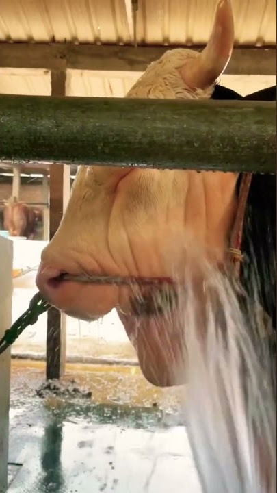 sapi mandi siang biar makin garang 🤭. #shorts #sapi #cow #paplumo