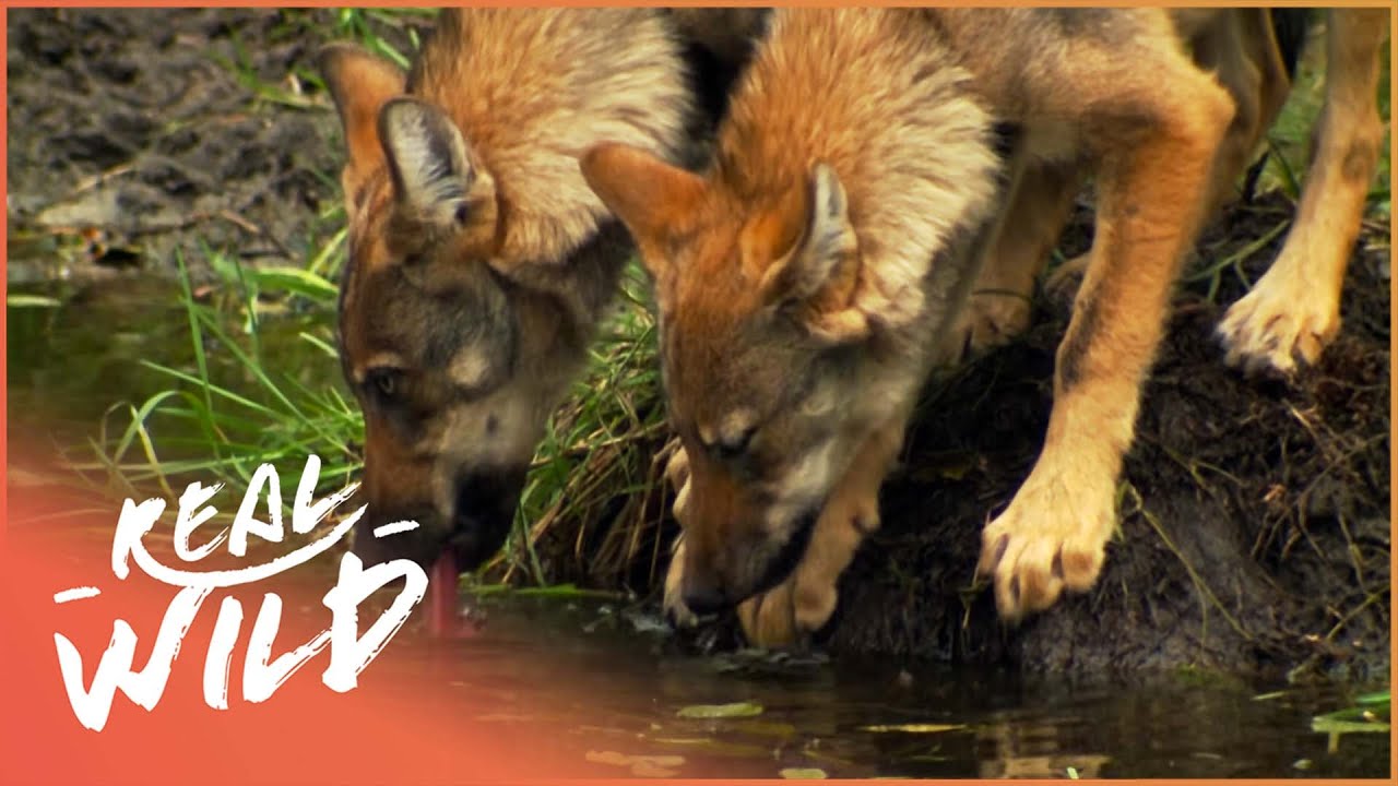 ⁣The Impact Of Captivity On Germany's Wolves | 4K Wildlife Documentary | Real Wild