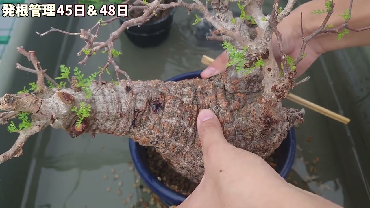 オペルクリカリアパキプス、発根管理の結果報告！