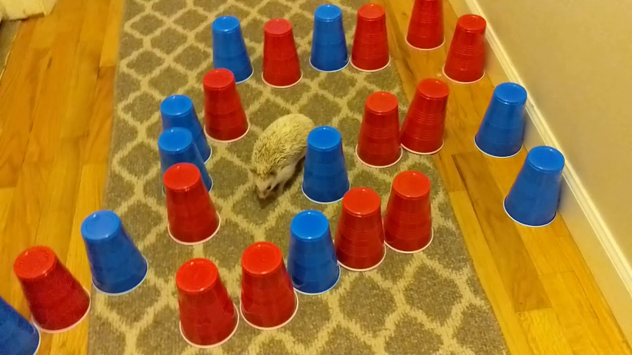 Hedgehog maze YouTube
