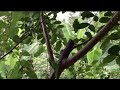 Tips on Pruning you Service Trees | AGROFORESTRY ACADEMY | FOOD FORESTS |