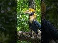 #birds