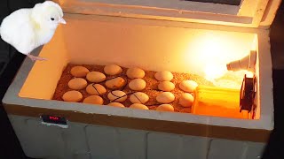 How to Make Egg Incubator at Farm | Incubator with Thermocol Box | Eggs Harvesting | FishCutting