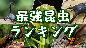 対決 世界最強昆虫ランキング 